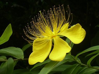 063 美容柳.jpg