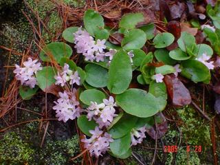 152 Trailing Arbutus.jpg