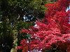 京都・嵐山のみごとな紅葉